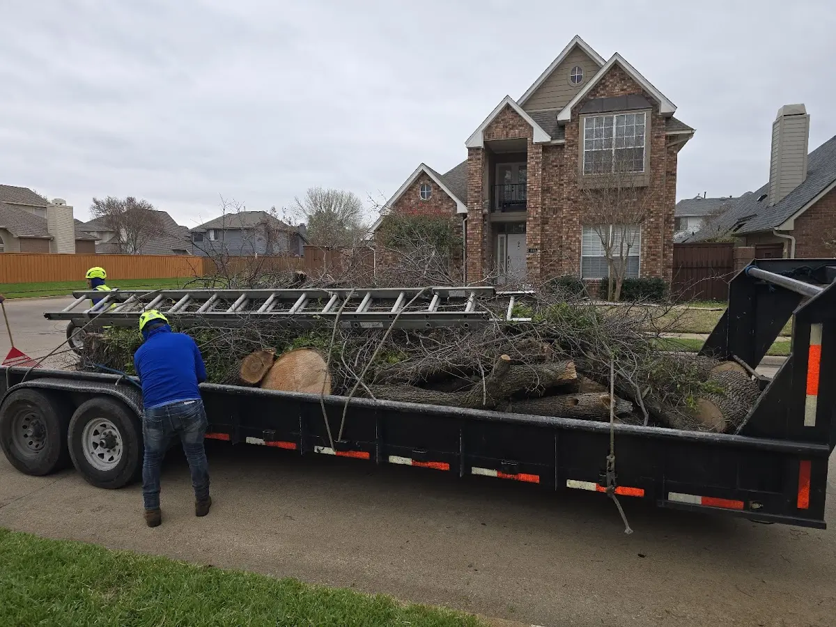 Expert Deadwooding with proper safety equipment in West Milton
